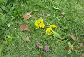 Promenade impression