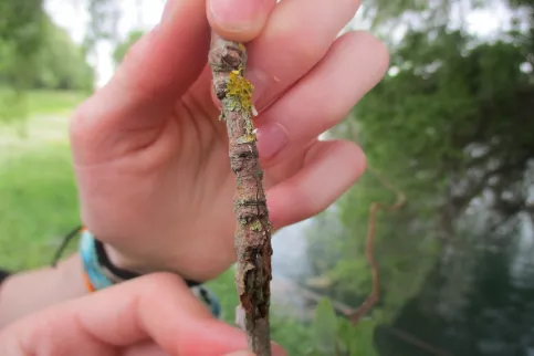 Promenade impression