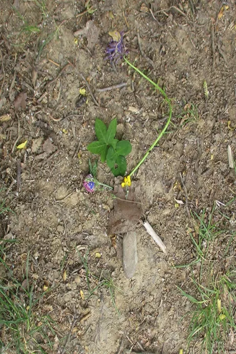 Promenade impression